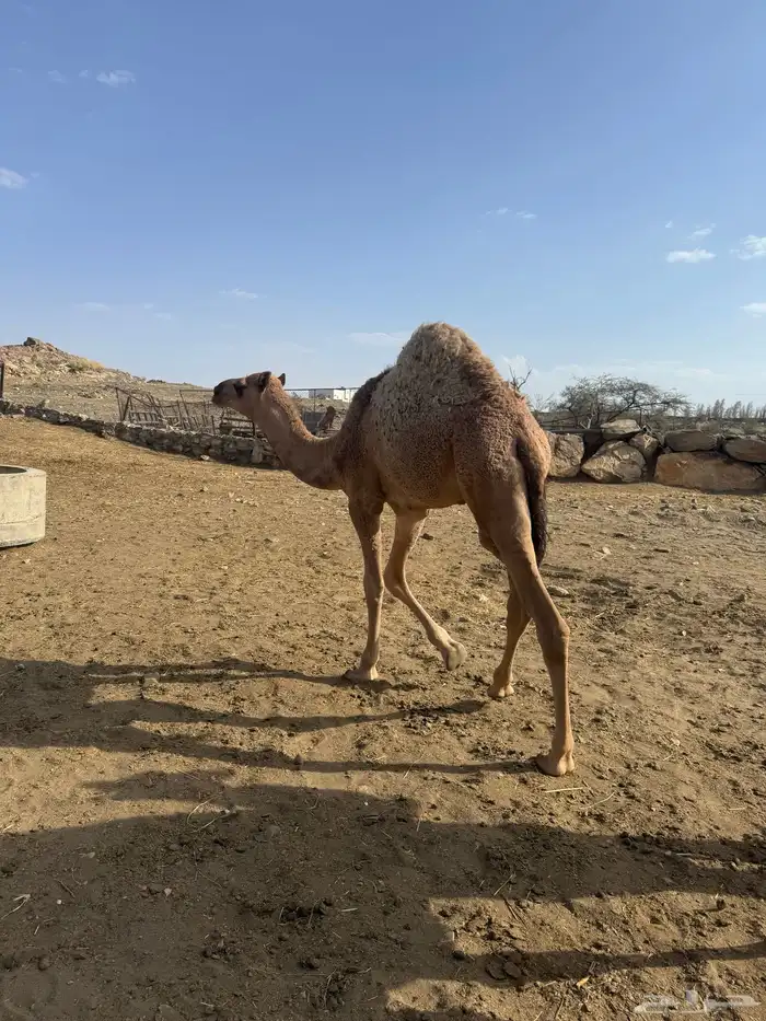 حشوان للبيع 11