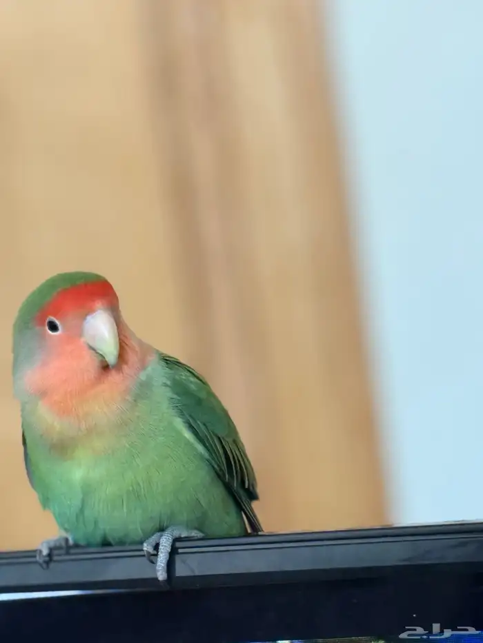 للبيع طير روز انثئ 2