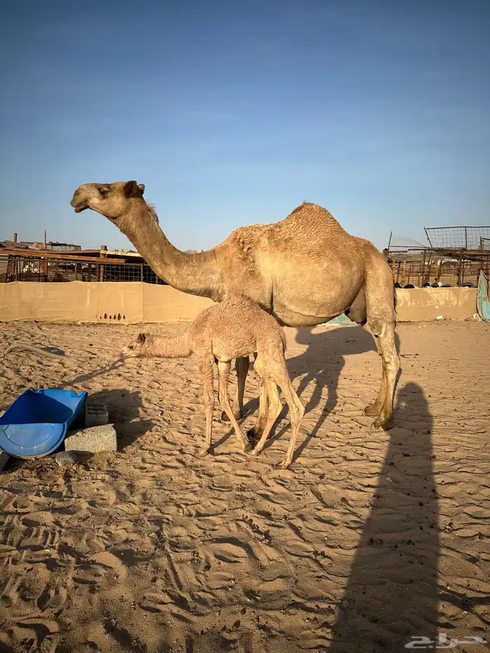 ناقه شماليه خلفيه 0