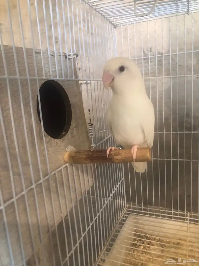 جوز روز البينو منتج ومحلل 2