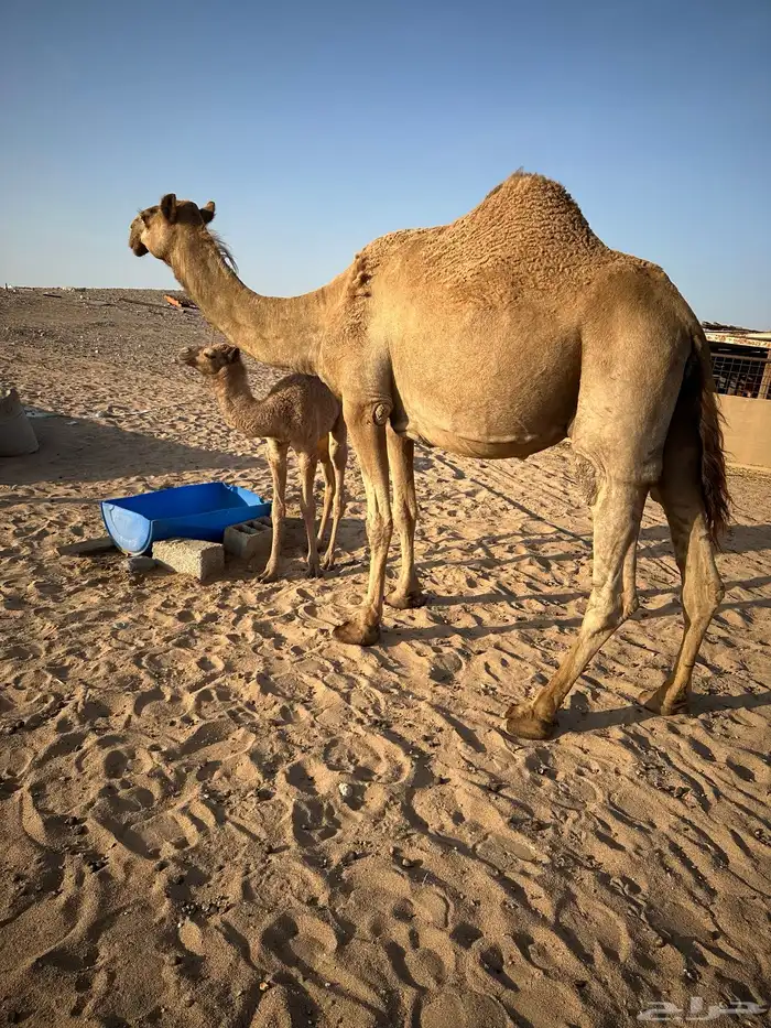 ناقه شماليه خلفيه 2