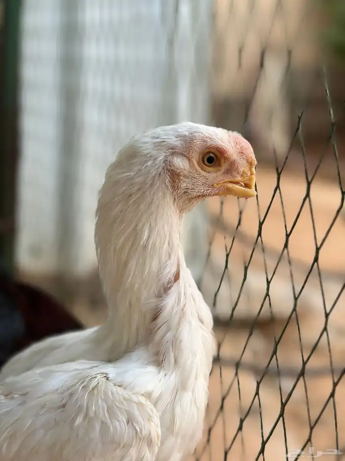 دجاجتين و ديك اذناب الهند 2