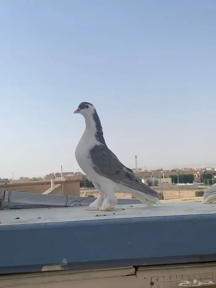 حمام شيرازي للبيع 4