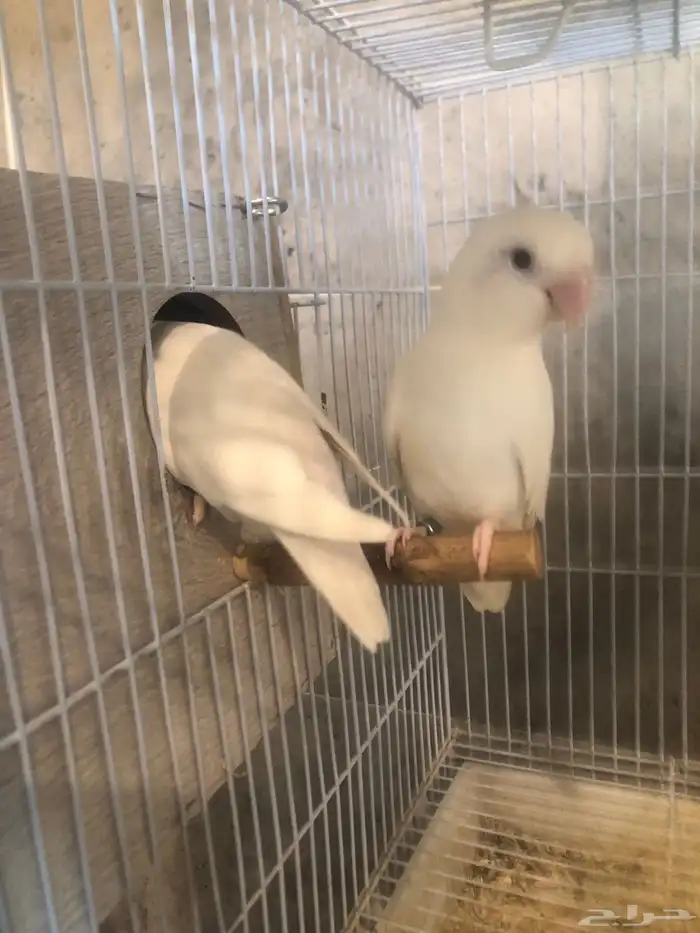 جوز روز البينو منتج ومحلل 3