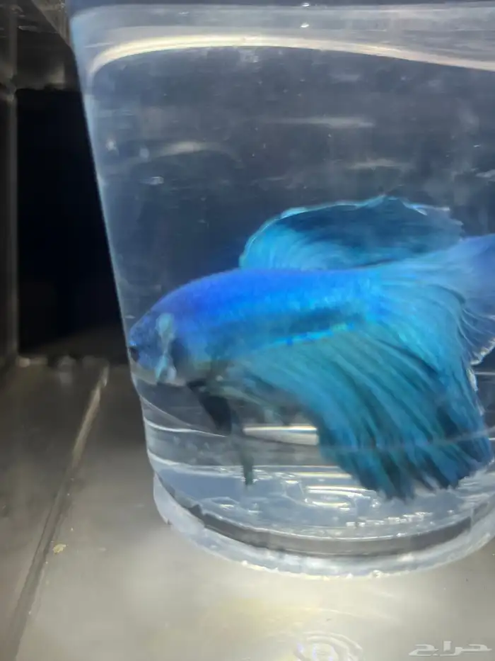 سمك زينة فايتر 0