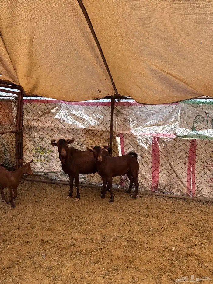 مشروع فحل ادهم 1