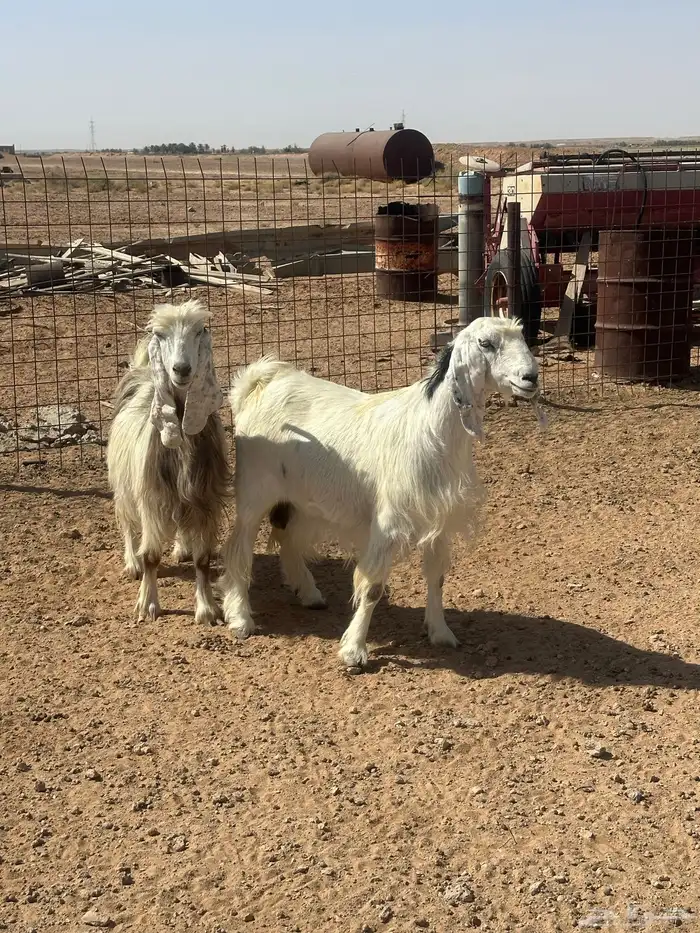عنز حايل جمى 3