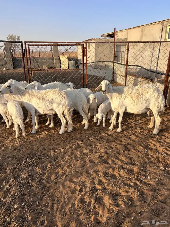 شياه حرية رغايث 1