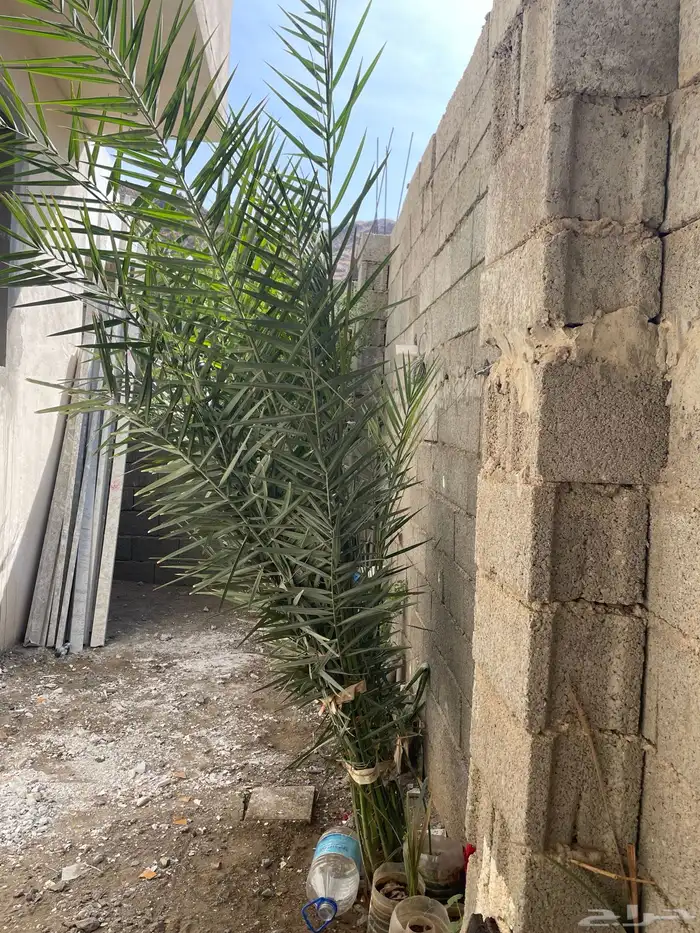 نخل للبيع شتلات 0