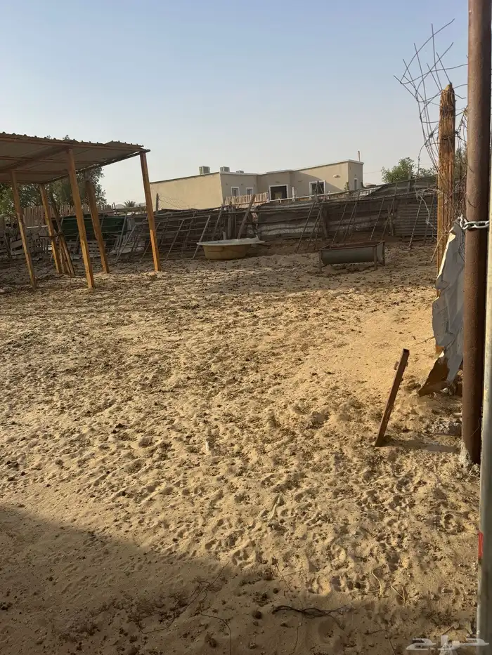 للإيجار شبك في سوق الإبل 2