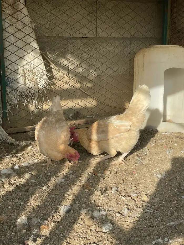 طقم دجاج بلدي 3