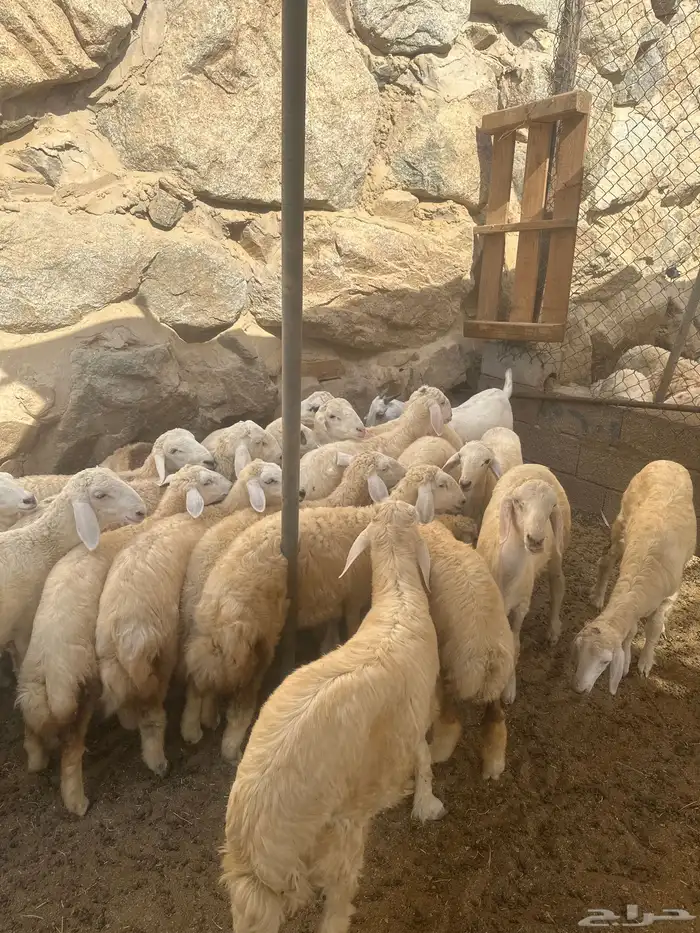 طليان ورخال ذبايح بر شرط 2