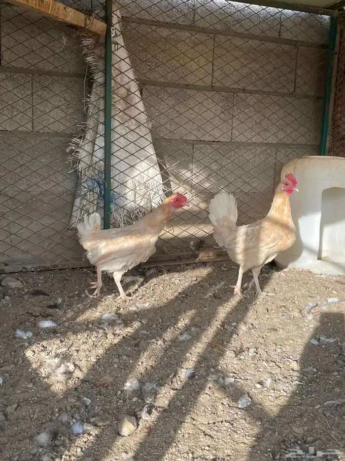طقم دجاج بلدي 1
