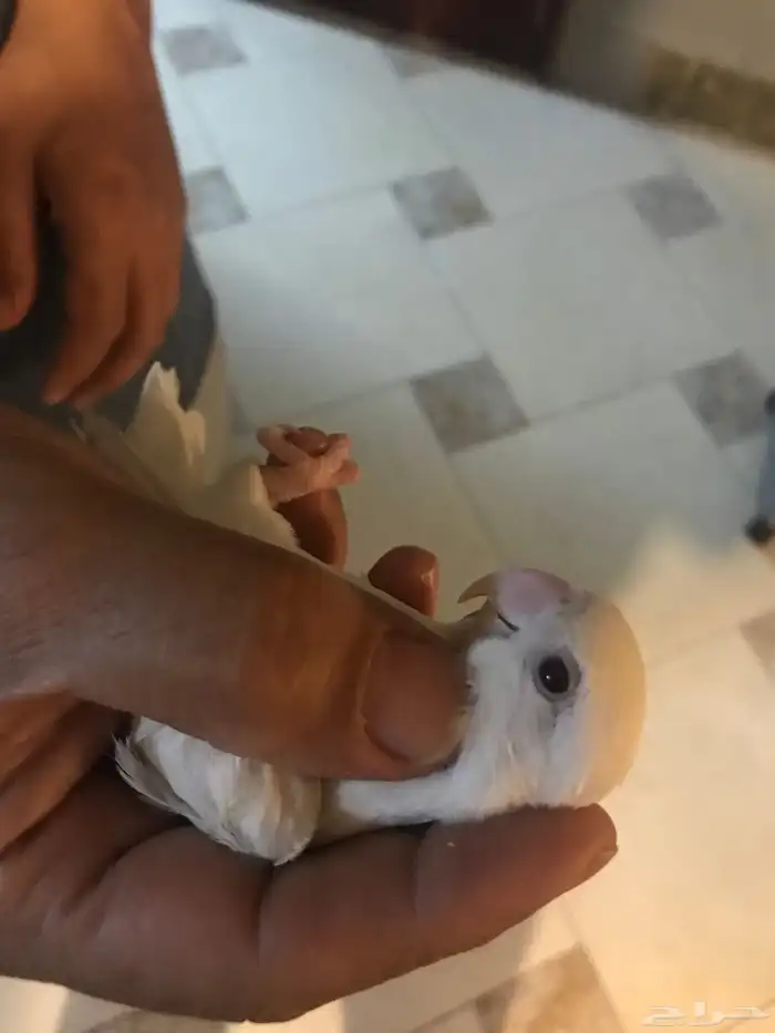 روز البينو 1