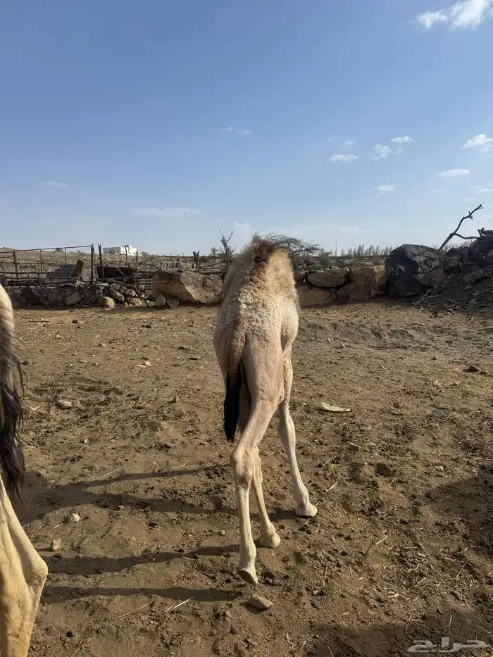 حشوان للبيع 10