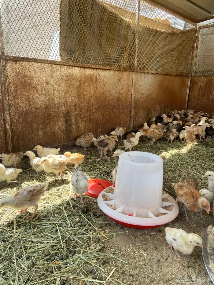 إعلان اليوم صيصان محصنه جميع تحصينات اقل من 5 ريال مانظرلها 3