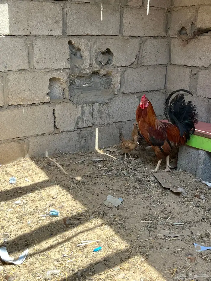 ديك بلدي 0
