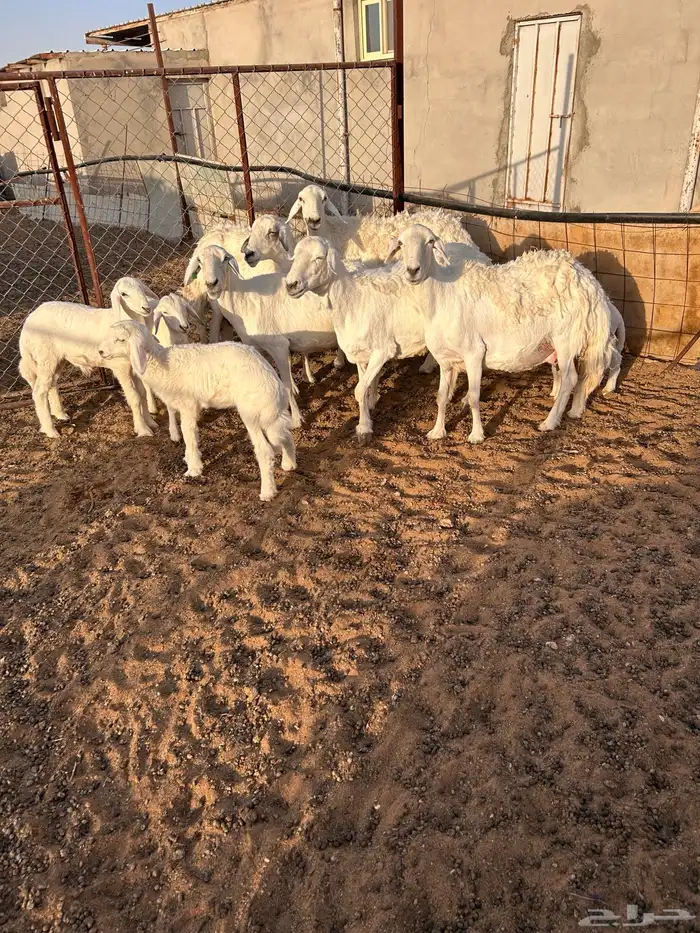 شياه حرية رغايث 3
