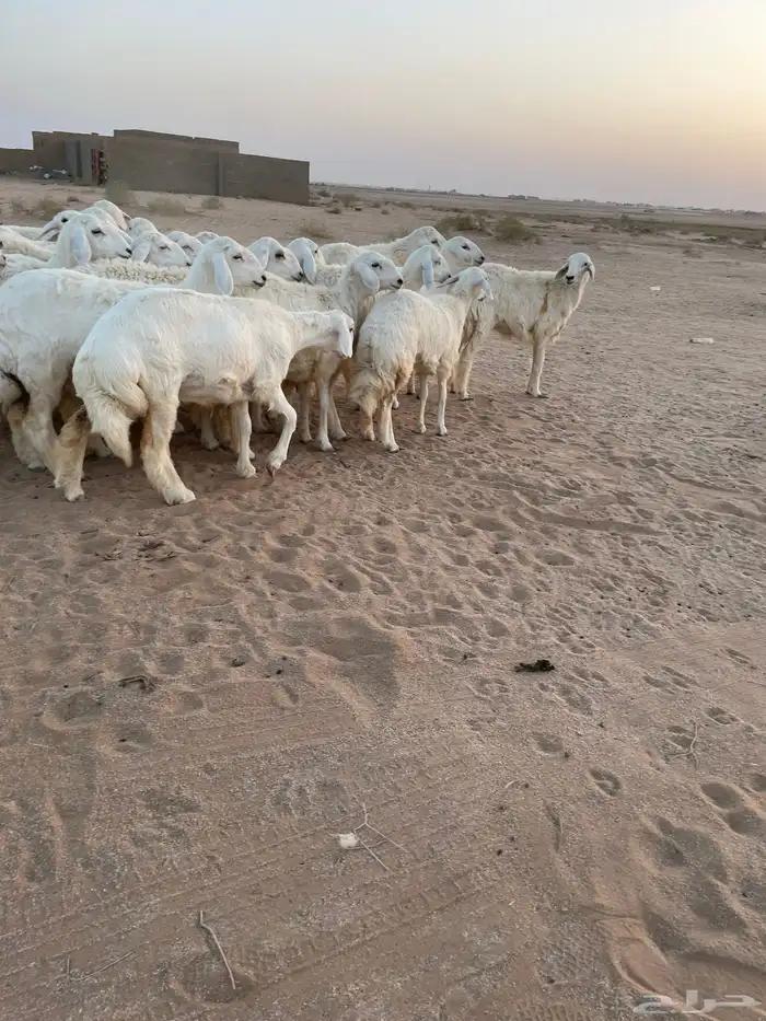 رخال حرش درجه اولى 0
