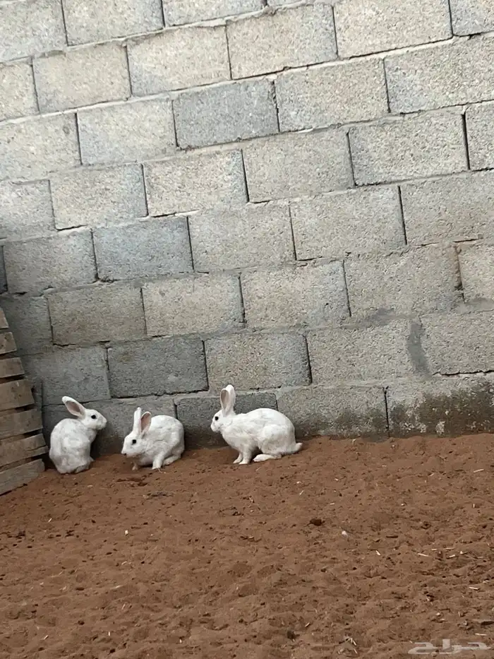 ارانب بلدية 5