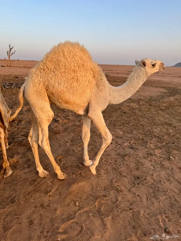 قعود 0