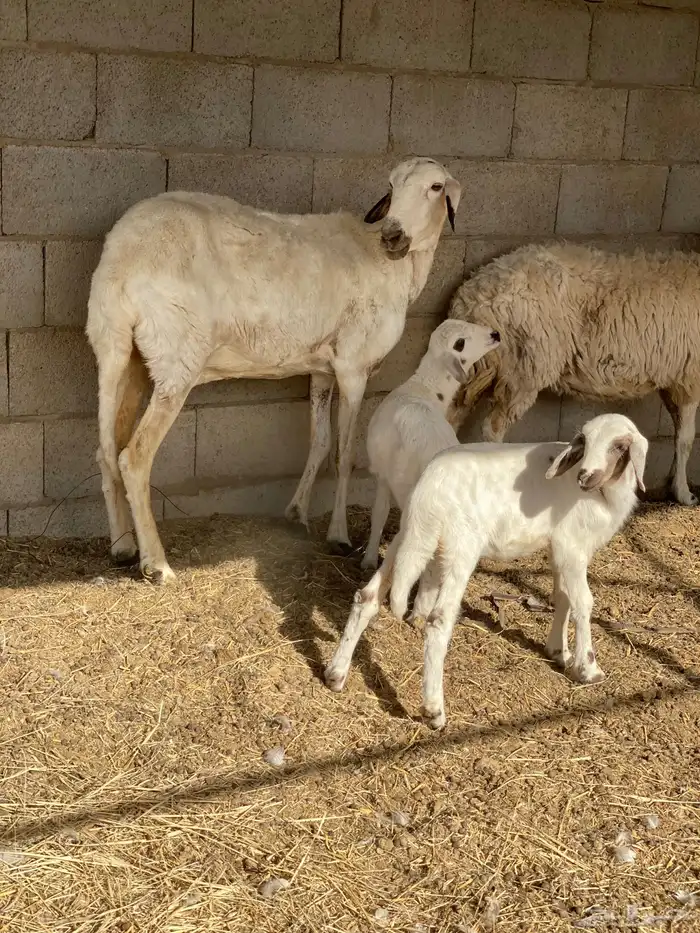 شاه ساكنية معها رخال 1