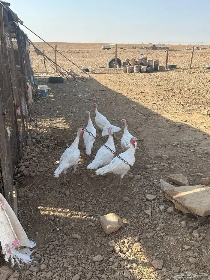البيع رومي الدد7 بياض شرط 0