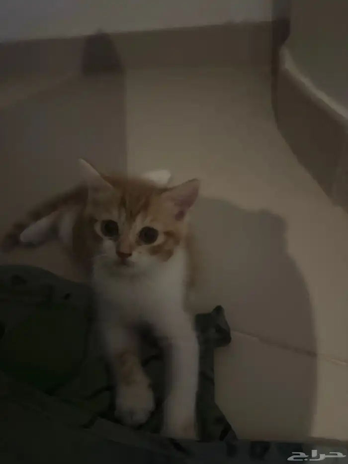 المرسلات 2