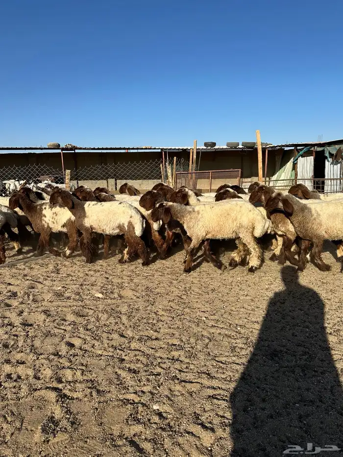 جذعات أنعيم صنف( تم البييع ) 13