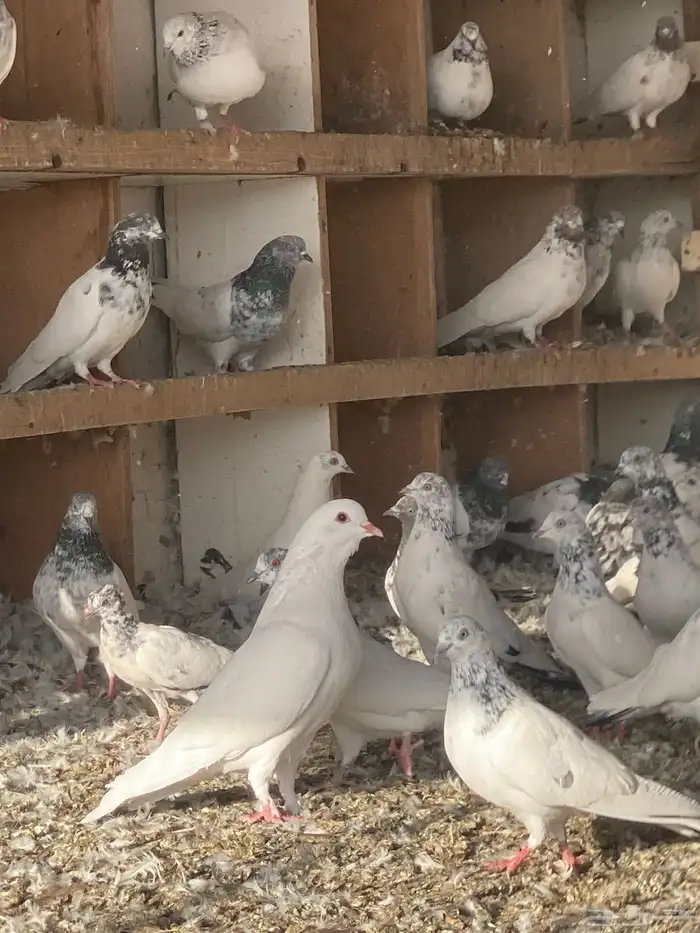 حمام باكستاني من 600 ل 700 حاب ابيعه بالشبك جمله 0