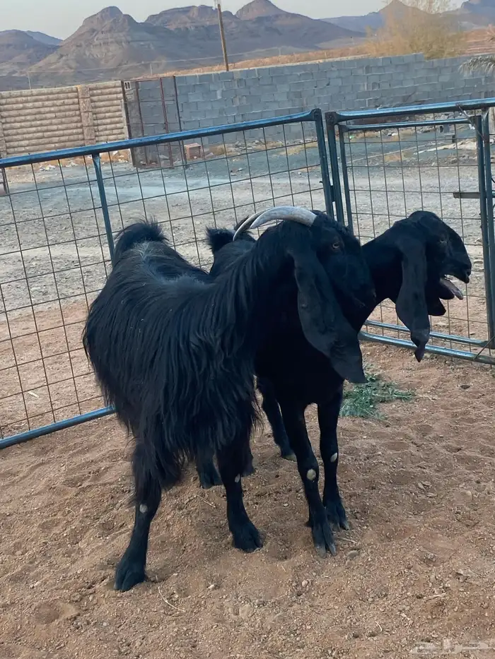 معزا مصريات تم البيع 15