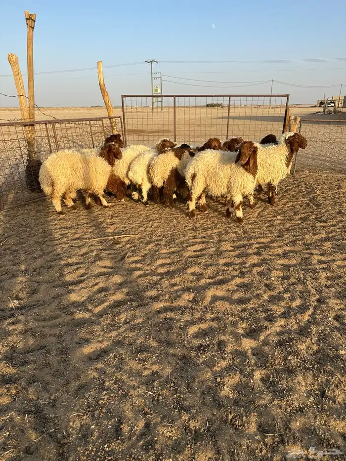 هرافي نعيم 2