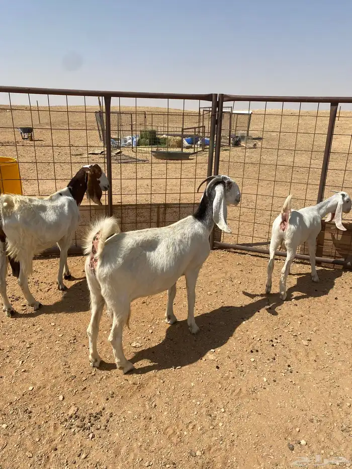 معزا البيع 4