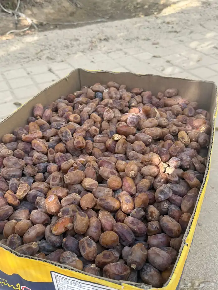 تمر خلاص للبيع 3