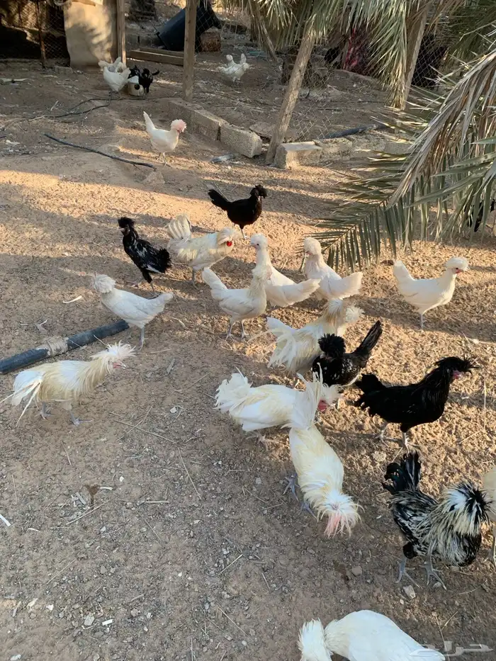 دجاج بولش العدد تقريبا 30 0