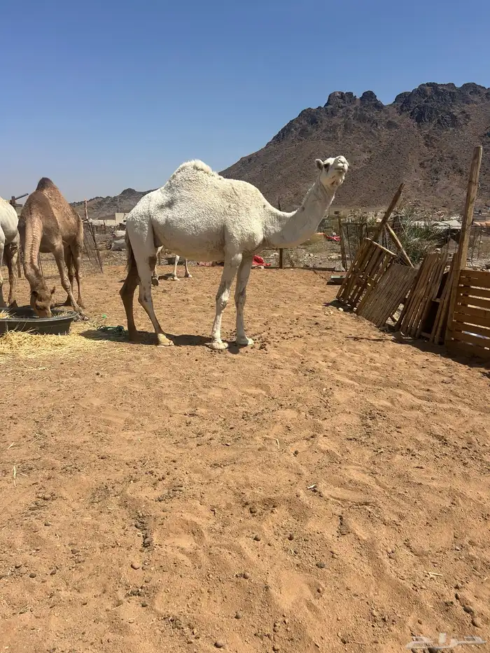 ضريبه وضحا 0