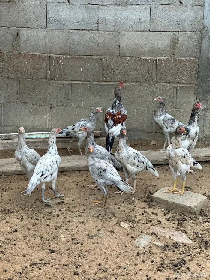 دجاج باكستاني صنف 0