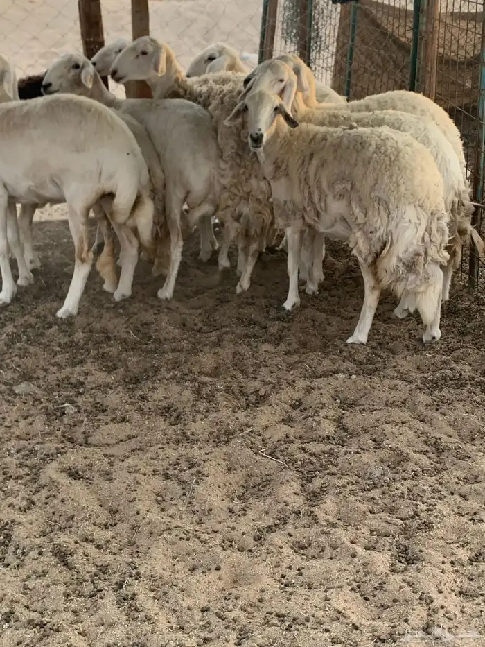 للبيع رخال حريات حرش مقاني 1