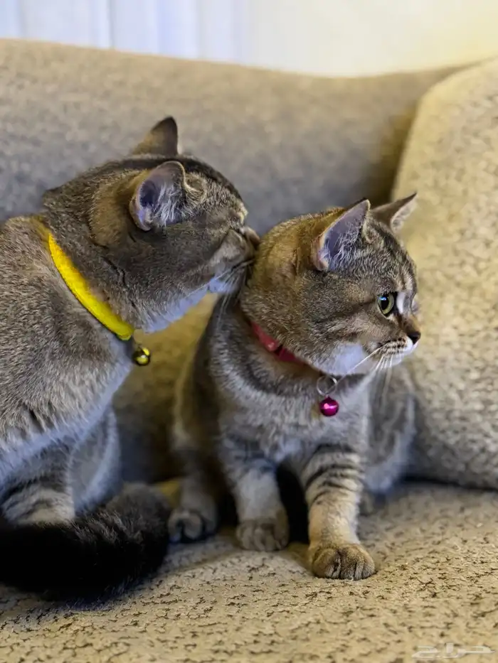 first class cats - قطط درجة أولى 5