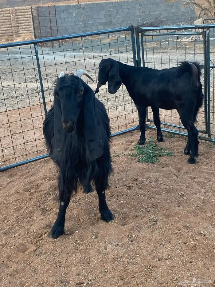 معزا مصريات تم البيع 2