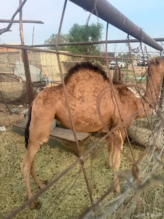 خلفه ساحليه للبيع 1