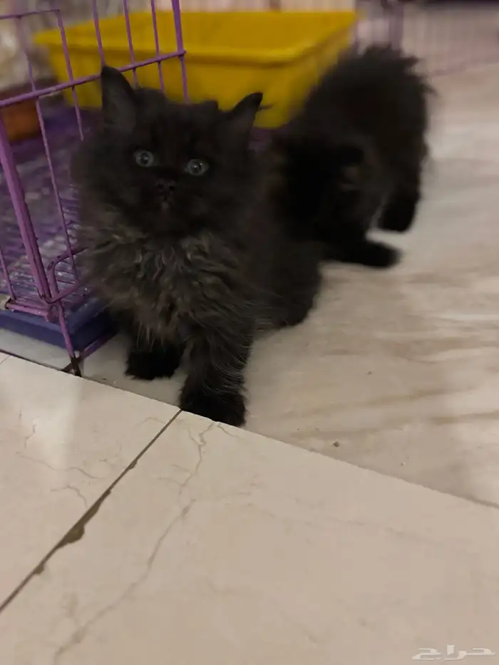 قطط شيرازي للبيع 2