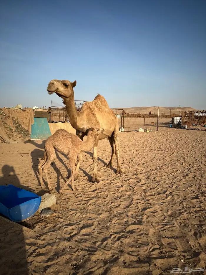 ناقه شماليه خلفيه 3