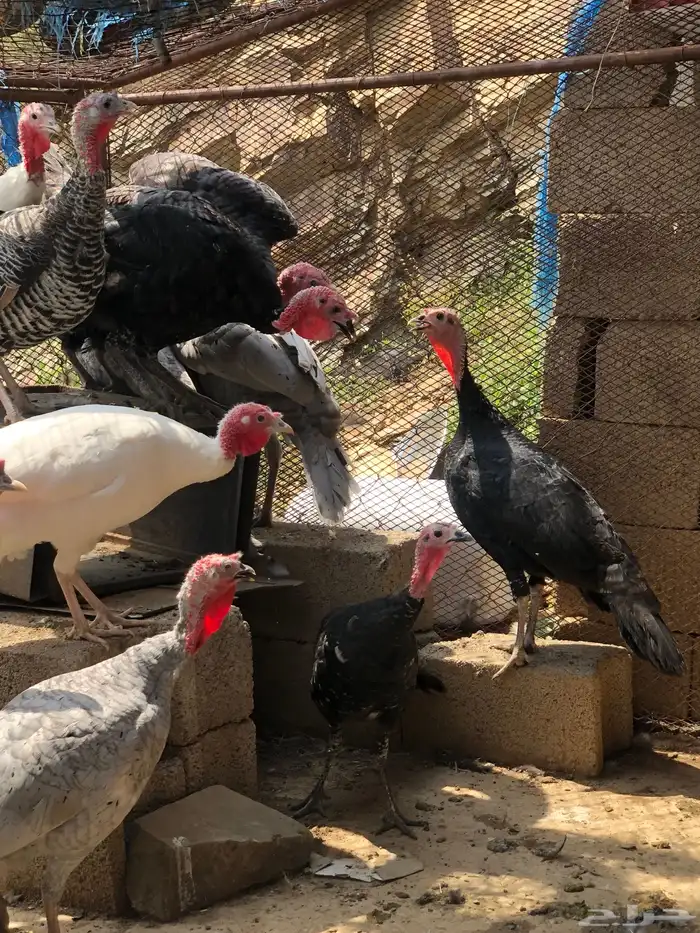 دجاج رومي للبيع 0