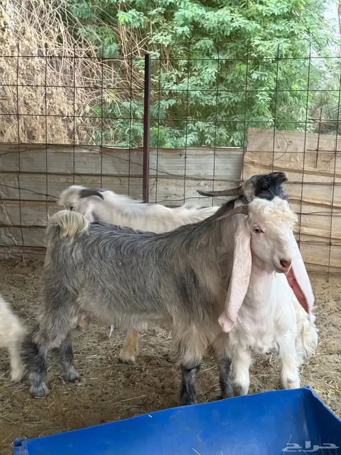 تيوس جذعان جبره طيبات المزاحمية غرب الرياض 2