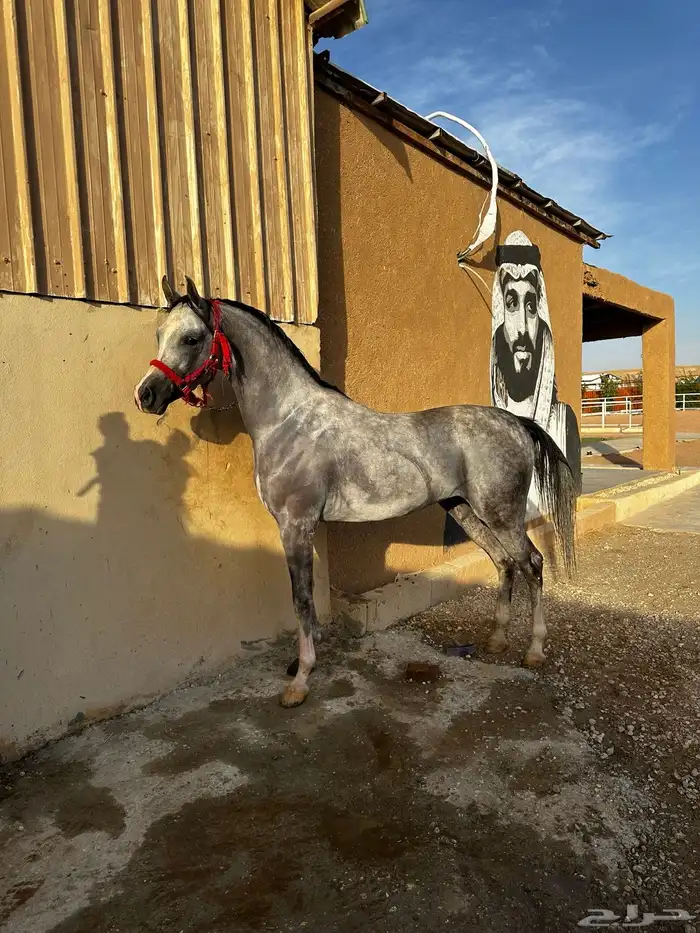 حصان واهو شيخ 0