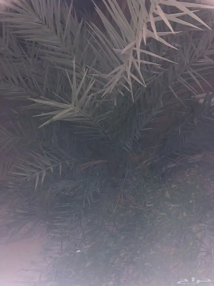 نخل للبيع 2