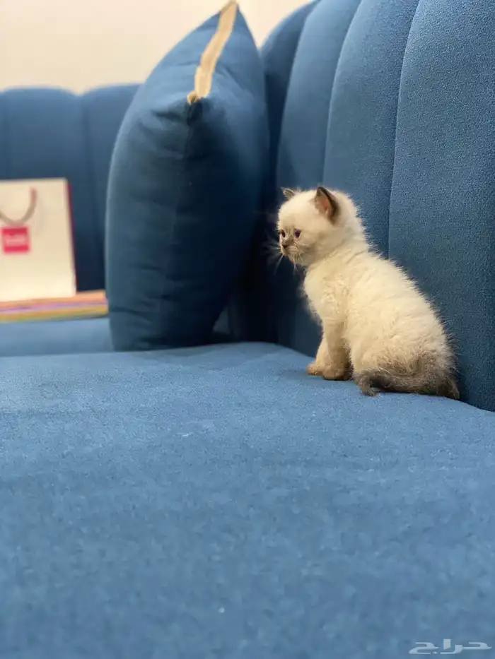قطه صغيره 2
