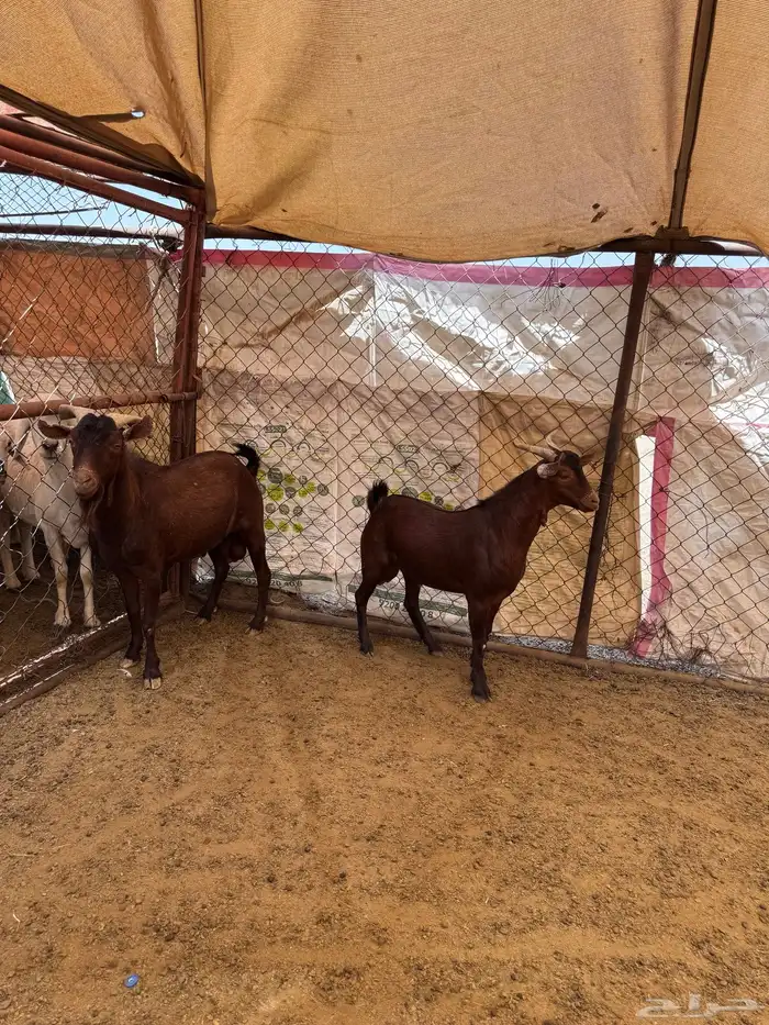 مشروع فحل ادهم 0