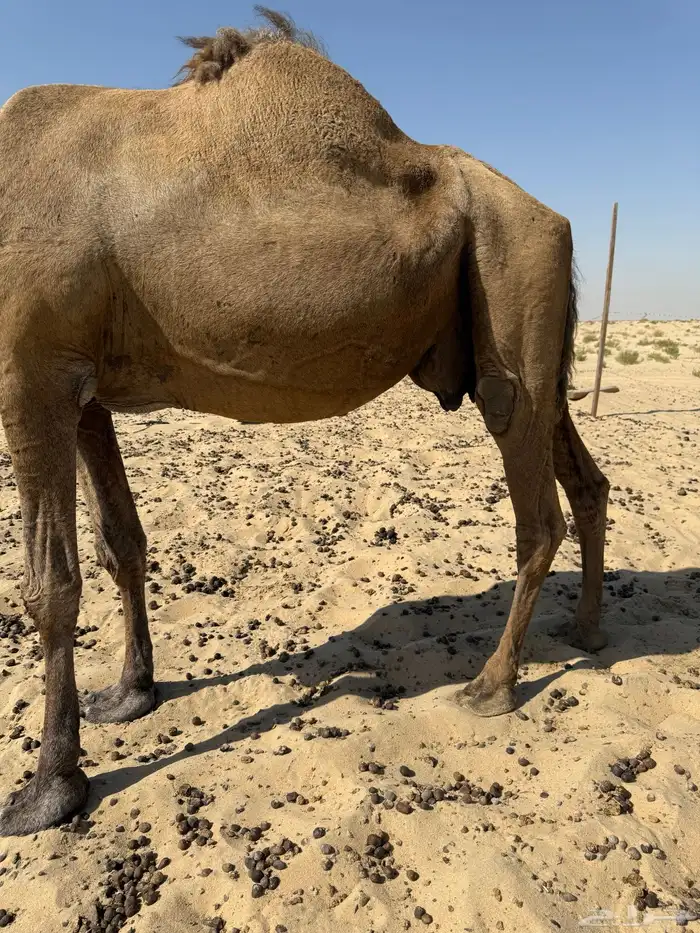 8 لقاحات طيبة وولادها بدري 3